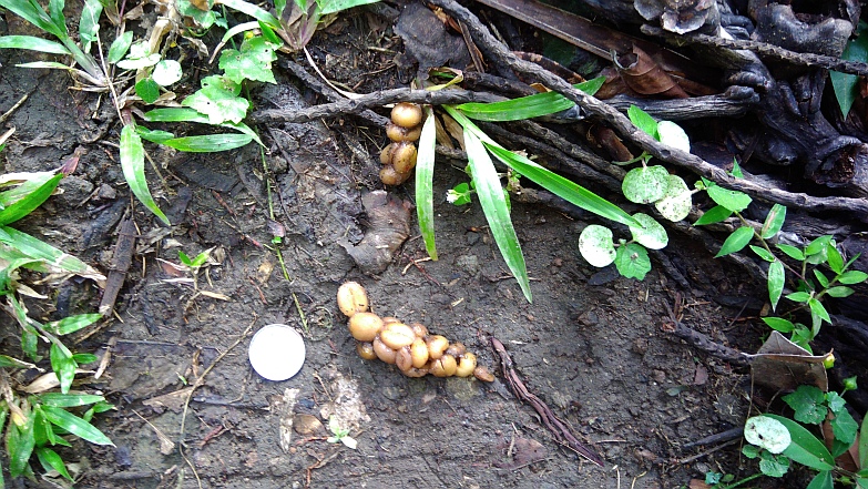 Hiking in the Phils-11_civet_cat_poop-jpg