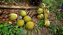 Hiking in the Phils-41_coconuts-jpg