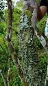 Hiking in the Phils-44_lichens-jpg