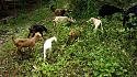 Hiking in the Phils-48_goats-jpg