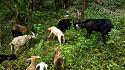 Hiking in the Phils-48a_goats2-jpg