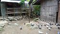 Hiking in the Phils-50a_pigeons-houses-jpg