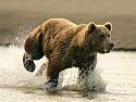 How dangerous is Vladimir Putin?-brown-bears-facts-jpg