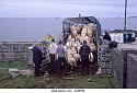 What Will It Take To Get Rid Of ISIS?-sheep-being-loaded-onto-lorry-mayo