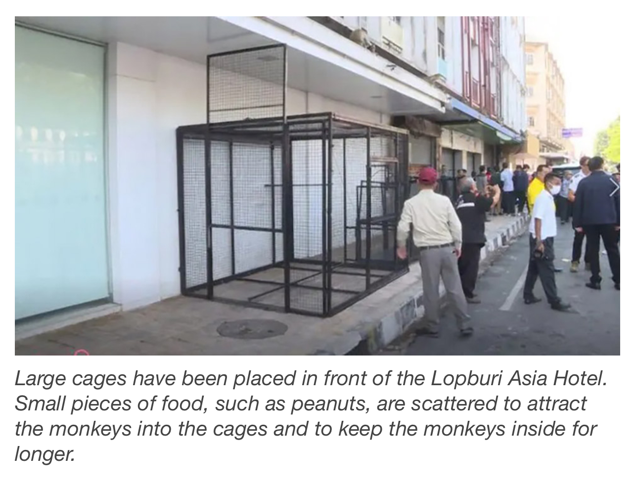 Lop Buri macaque relocation underway-img_7131-jpeg