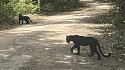 Black Panther Pair Spotted by Tourists in Phetchaburi-img_0494-jpeg