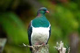 Plagued by pigeons? Thai town traps and cooks them-kereru-jpeg