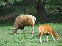 Banteng killed in national forest reserve-banteng-bull-cow-jpg
