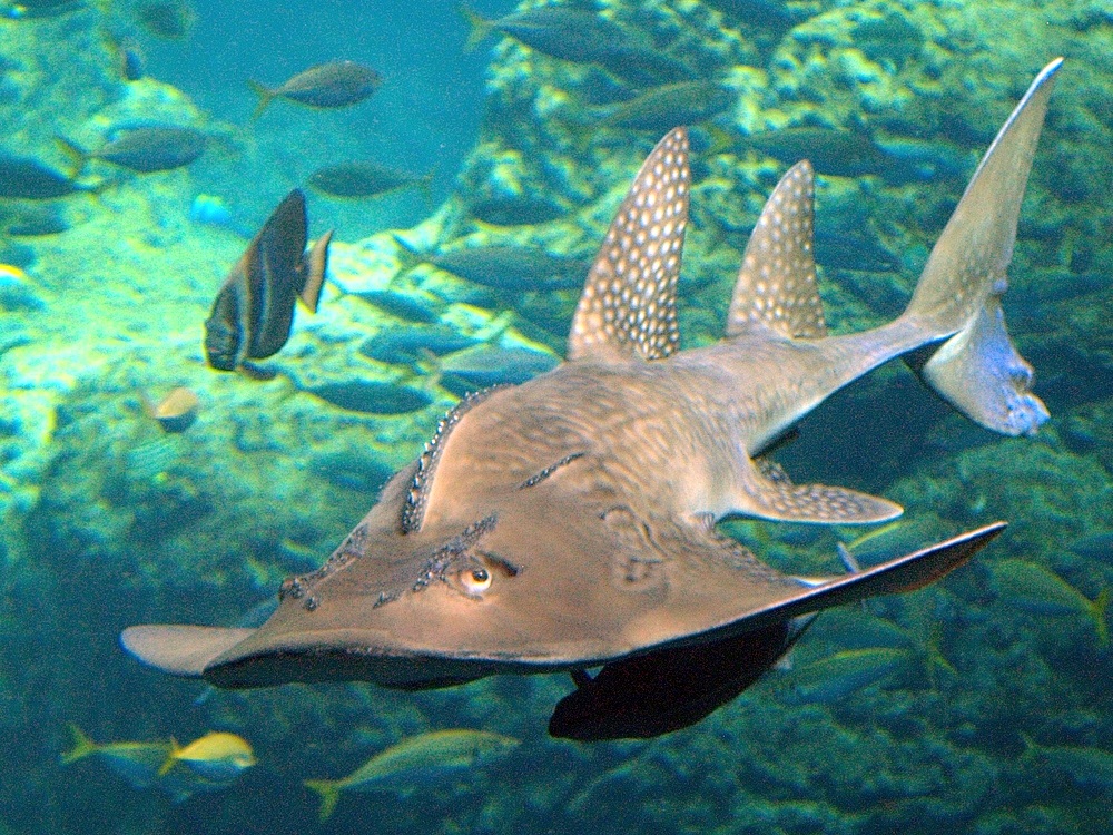 Owners of jewelry with dorsal fin from bowmouth guitarfish bound to report or pay fin-1e9b8ffc-bcce-4c34-9fe5-32430ec58781-jpeg