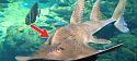 Owners of jewelry with dorsal fin from bowmouth guitarfish bound to report or pay fin-1a107ab294e6f2b6d053d6d5045e043a-jpeg