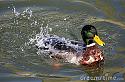 China No. 1 Foreign Investor in Bangladesh, New Official Figures Show-water-off-duck-s-back-4371154-a