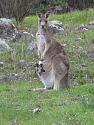 Chinas shadow looms as New Caledonia decides whether to leave France-1200px-baby_kangaroo_in_pouch-jpg