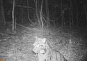 Rare clouded leopard snapped by camera trap for first time in 20 years-ba70c36b-f72b-4738-8440-b2005b13c622-jpeg