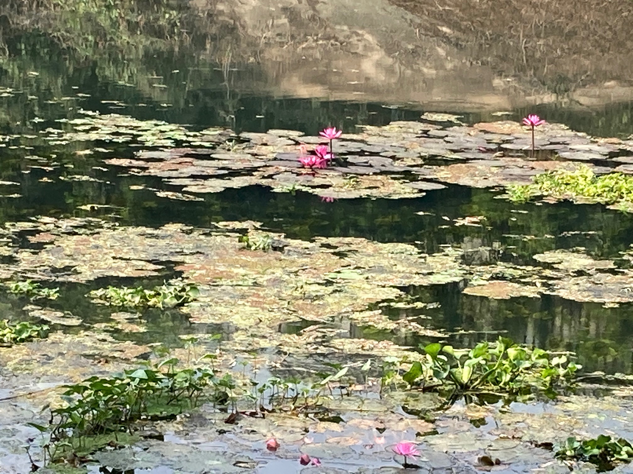 Red lotuses in full bloom in Nong Khai-img_06801-jpg