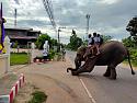Students in Thailands Isaan region go back to school on an elephant-c5a4e885-597e-4b33-b30b-0d9bd7d1e22c-jpeg