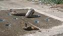 Massive python goes viral after becoming stuck in a drain in Si Racha-1337bf02-9e24-4a65-b137-ac02838edefa-jpeg