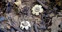 Petchabun villager stumbles across one of worlds rarest mushrooms-6ea6b4d6-b8ba-40c5-9a5e-fa04892dc54b-jpeg