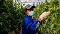 Thailand gives green light to growing cannabis at home-220125211439-thailand-cannabis-exlarge-169-jpg