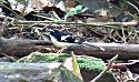 Off the tourist trail.-black-backed-forktail-jpg