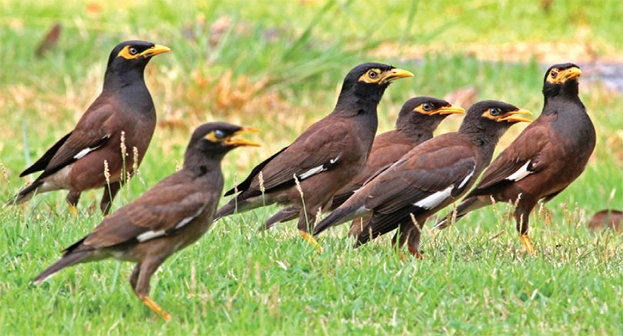 got a NEW BIRD.-birds-thailand-myna-dilemma-jpg