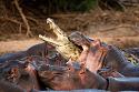 Advanced Acronym Addicts-hippopotamus-attacks-croc-003-jpg