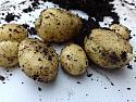Chitty's Great Potato Famine 2019-20190717_162501-jpg