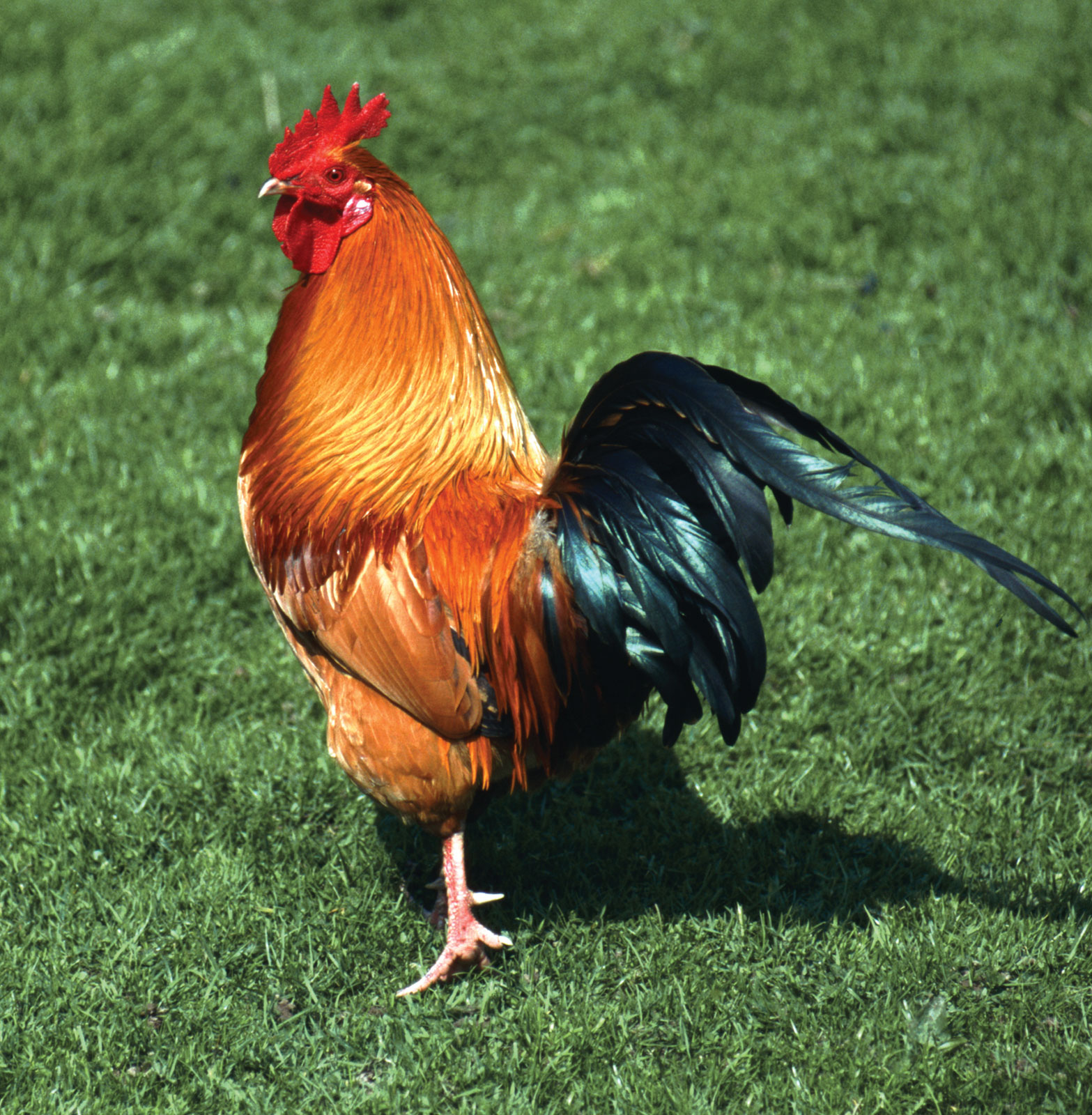 Cricket scores around the world-rooster-rhode-island-red-roosters-chicken