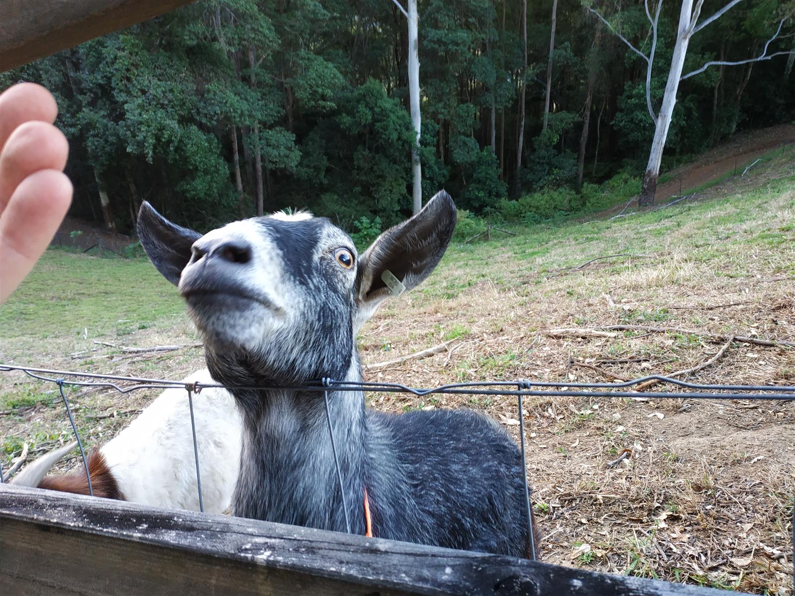 The Goat Thread...-img_20230710_183406-jpg
