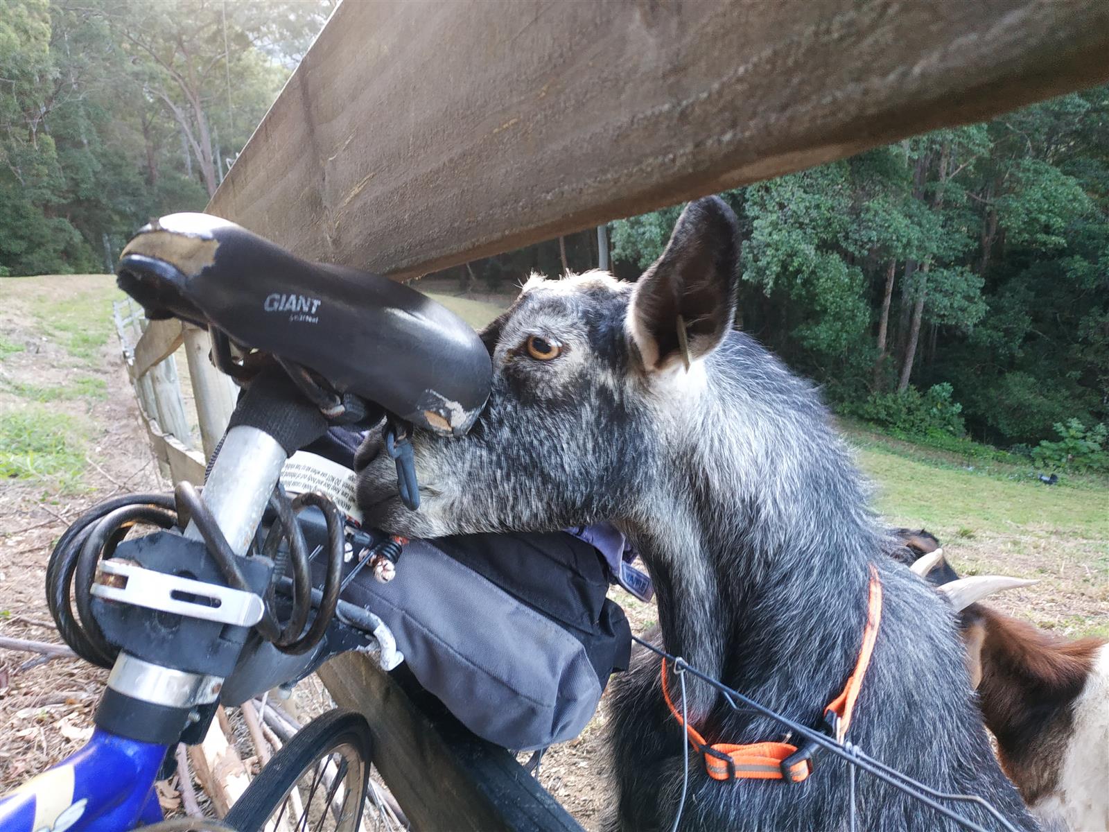 The Goat Thread...-img_20230710_183336-jpg