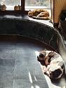 Memorable Images of 24, please add your own-pag-pets-jpg
