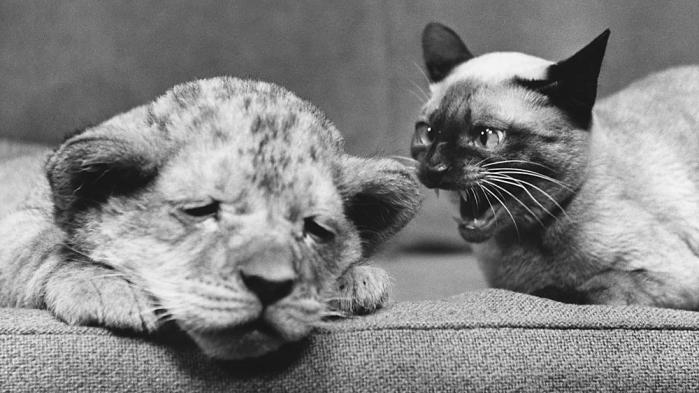 A great photo, Anger explained and Wanglo auto trance late found-20130102-222537-pr-1000x819-we-jpg