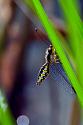 Post a photo a week, of anything/anywhere-owlfly_2035-jpg