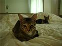 The Teakdoor Cat Thread-gwom6golmxxgdsoho4arxotrou3jab4ybcgwcja-eas-jpg