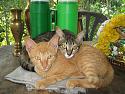 The Teakdoor Cat Thread-temple-cats-jpg