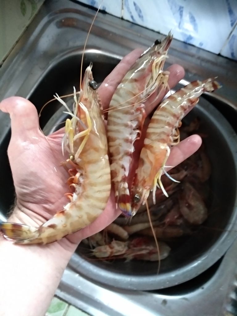 Post a photo a week, of anything/anywhere-tamatave-prawns-_20180823_144808_hht-jpg