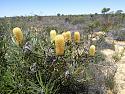 Post any pic anytime as many as u like-banksia-jpg