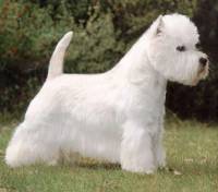 Post any pic anytime as many as u like-resizedimage200176-westie-west-highland-white-jpg