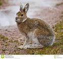 Post any pic anytime as many as u like-large-jack-rabbit-can-found-off