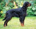 Post any pic anytime as many as u like-gordon-setter-pictures-jpg