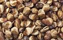 The WTF is this thread-29915644-roasted-broad-beans-salted-arrange