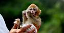 Wasn't this the plot of a Planet of the Apes movie?-monkey_gettyimages_609576976__1_-jpg