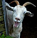 The Goat Thread...-pets8-jpg