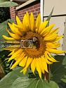 Post a photo a week, of anything/anywhere-img_3335_zps0bd9xqwk-jpg