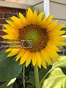 Post a photo a week, of anything/anywhere-img_3331_zpsmlfziyhm-jpg