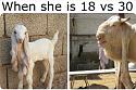 The Goat Thread...-c919c993-2f46-4846-919f-f39f26401be2-jpeg