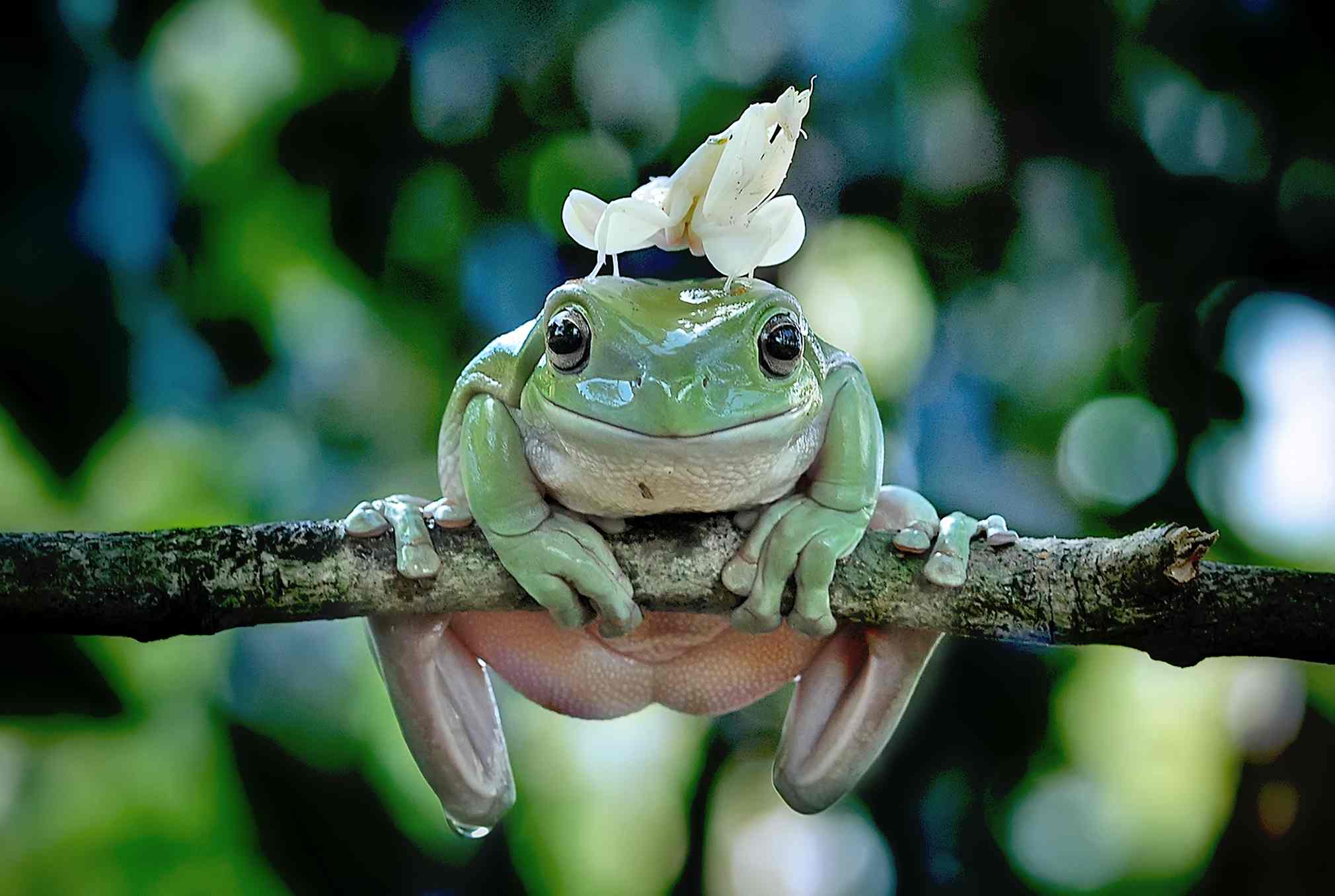 Mega Cool n Groovy Wildlife Pictures Ripped From The Net-frog-jpg