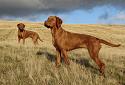 Show us your impulse buy-wirehead-dog-1-jpg