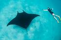 Post a photo a week, of anything/anywhere-manta2_lg-jpg