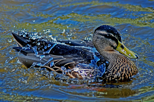 Post a photo a week, of anything/anywhere-water-off-ducks-back-jpg