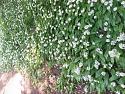 Post a photo a week, of anything/anywhere-garlic-jpg